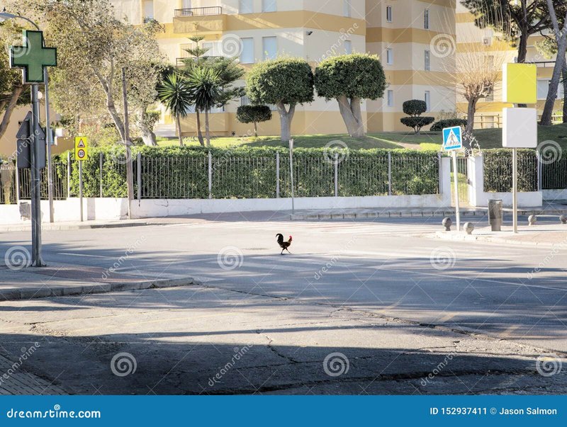 A look at chicken road oficial
