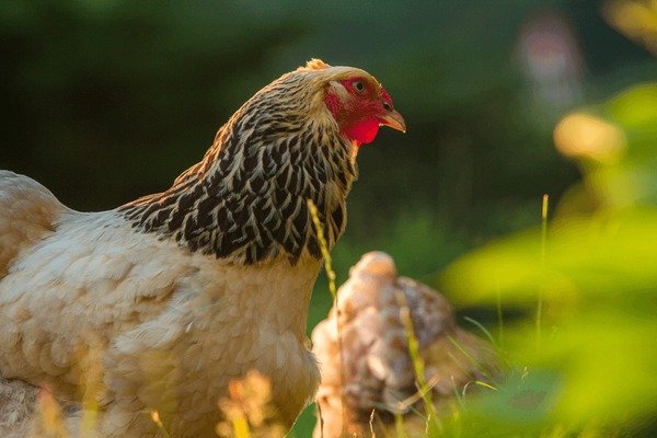 Introduction to chicken road gokspel