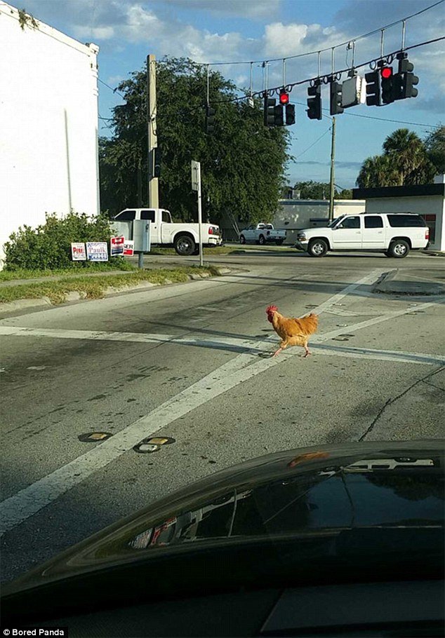 Chicken road in Germany